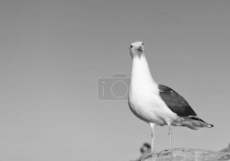 Foto de Gaviota con cabeza blanca y alas grises oscuras plumaje de pie sobre el fondo del cielo de roca, espacio de copia. - Imagen libre de derechos