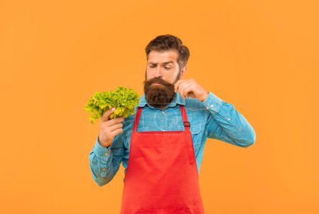 Photo for Man in apron looking at fresh leaf lettuce twirling moustache yellow background, greengrocer. - Royalty Free Image