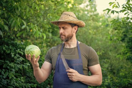 man harvester in straw hat cut cabbage with knife.