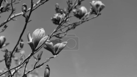 fleurs roses de magnolia en pleine floraison printanière. espace de copie.