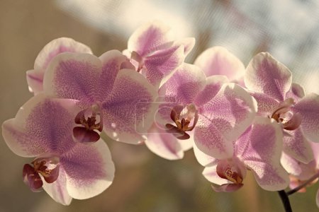 violet orchid flower. beautiful orchid flower purple color. floral macro photography. flora and nature closeup on blurred backdrop.
