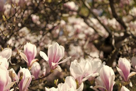 gros plan de belle fleur de magnolia sur la fleur de l'arbre au printemps.