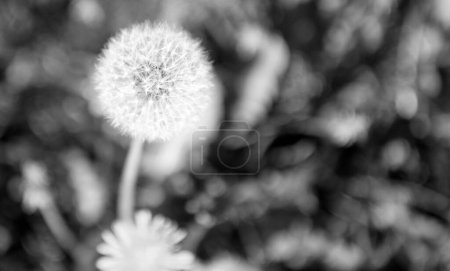 dandelion blowball flower on natural background. macro. nature beauty. selective focus and copy space.