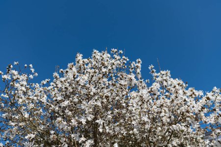 belle fleur de magnolia sur arbre fleurissent au printemps. espace de copie.