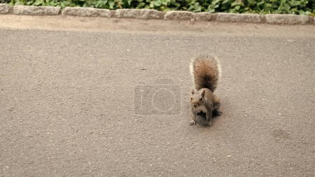 wild squirrel. rodent animal outdoor, copy space. squirrel grey color. wildlife of squirrel. rodent animal of squirrel.