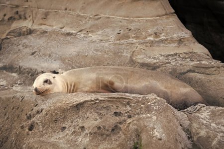 Foto de True seal marine mammal animal lying on rock. - Imagen libre de derechos