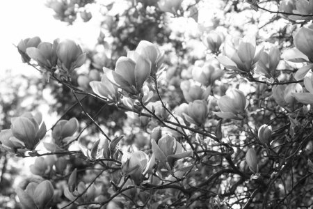 flowers of blooming magnolia tree in spring.