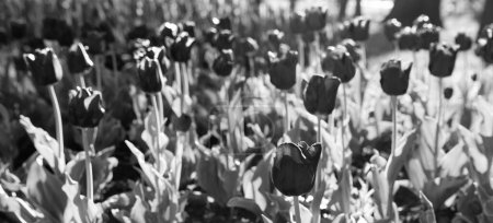 lila Tulpenblume Nahaufnahme mit hellen natürlichen Hintergrund.