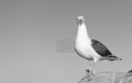 Larus marinus gull bird standing on rock sky background, copy space.