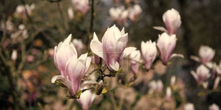 macro de magnolia fleurissent au printemps. beauté de la nature.