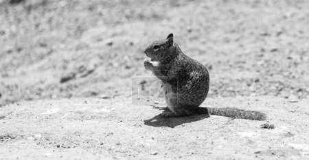 Foto de Fluffy ground squirrel rodent animal eating sitting on rocky soil. - Imagen libre de derechos