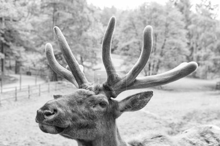 Antlered head of true deer natural background.