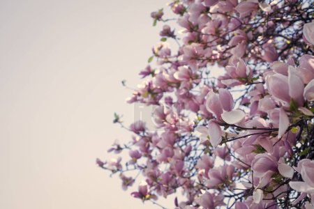 pink flowers of blooming magnolia tree in spring. copy space.