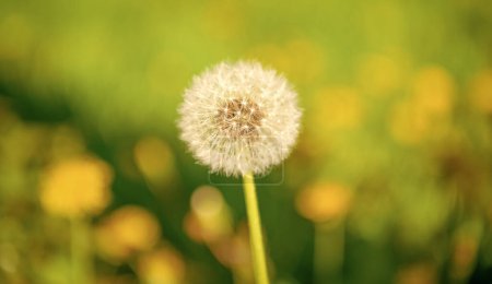 yellow dandelion blowball flower on blurred background. macro. nature beauty. selective focus.