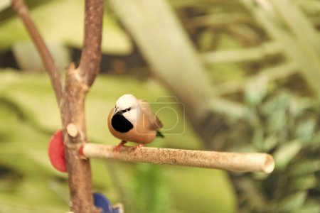Wilde Passantin Vogel sitzt auf Ast auf verschwommenen Natur natürlichen Hintergrund.