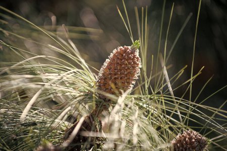 Photo for Pine tree branch with female pinecones. Pine cones and needles. Ovulate seed cones on coniferous tree. Evergreen pinetree. - Royalty Free Image