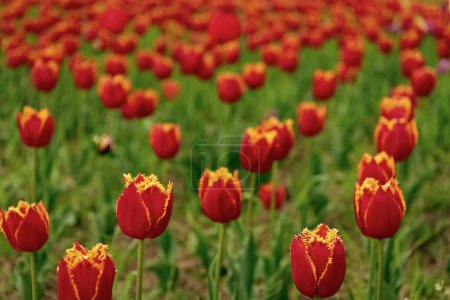 red flowers of fresh holland tulips in seasonal field.