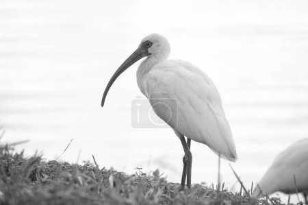 image of ibis bird fauna outdoor. ibis bird fauna. ibis bird fauna in wildlife. ibis bird fauna in nature.
