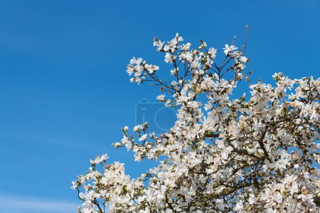 schöne Magnolienblume auf Baumblüte am blauen Himmel.