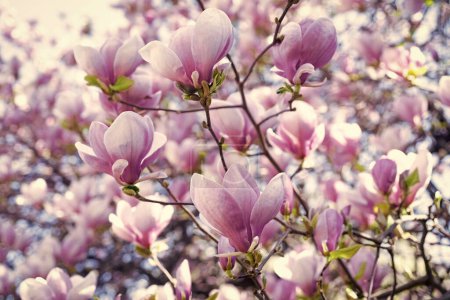 pink flowers of blossoming magnolia tree in spring.