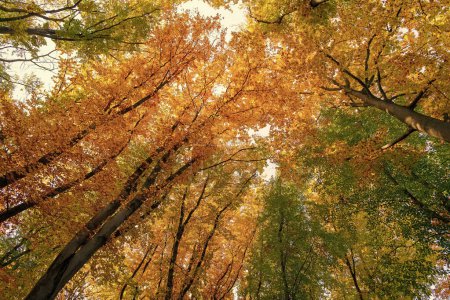 Niedrige Ansicht der Novembernatur des Herbstwaldes. Waldnatur im Herbst. Saisonale Natur im Herbstwald.
