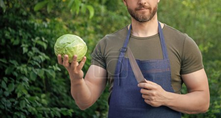 cropped view of man harvester cut cabbage with knife.