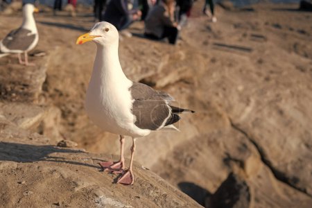 Téléchargez les photos : White-headed herring gull with heavy beak standing on rocks. - en image libre de droit