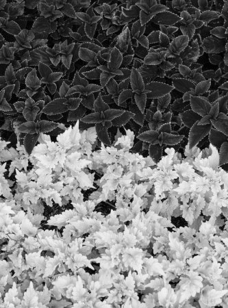 Farbige coleus Pflanze Blätter natürliche bunte Blatt Hintergrund.