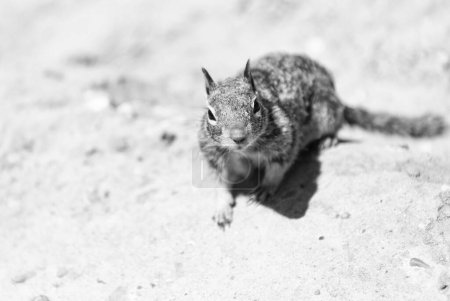 Foto de Wild ground-squirrel rodent marmotini animal in natural habitat. - Imagen libre de derechos
