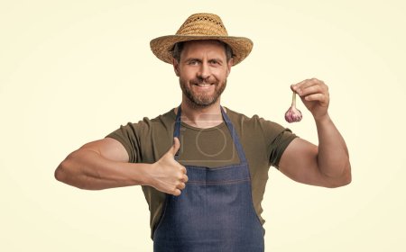 man in apron and hat with garlic vegetable isolated on white. thumb up.