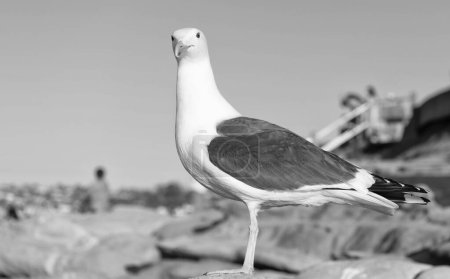 Téléchargez les photos : Adult larus marinus gull seabird standing natural background. - en image libre de droit