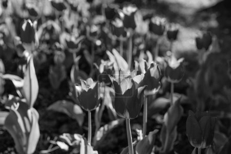 Téléchargez les photos : Tulipe rouge fleur gros plan avec fond naturel coloré. - en image libre de droit