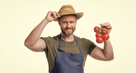 harvester in apron and hat with tomato bunch isolated on white.