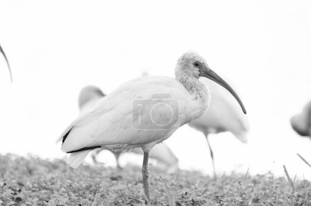 ibis bird animal fauna in nature. photo of ibis bird fauna outdoor. ibis bird fauna. ibis bird fauna in wildlife.