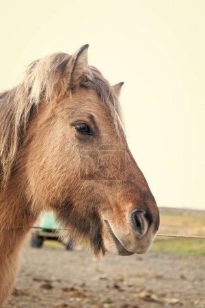 icelandic horse breed in iceland farm. icelandic pony horse animal. animal farm. domestic animal outdoor. rural pasture with icelandic horse. thoroughbred icelandic horse grazing.