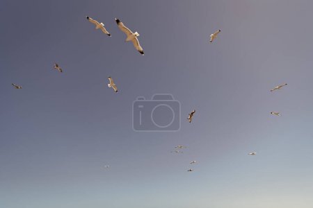 Flock of seagulls gulls seabirds birds flying in blue sky.