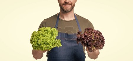 cropped view of man in apron holding lettuce vegetable isolated on white.