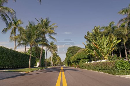 empty avenue with yellow marking and palm trees.