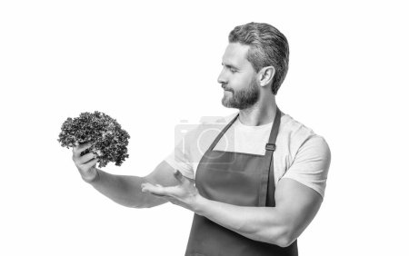 man in apron with lettuce vegetable isolated on white. vegan.