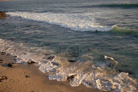 Orilla del mar con focas silvestres en hábitat natural.