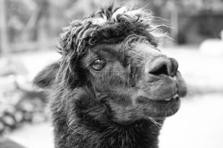 Black lama glama muzzle natural background.