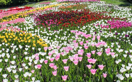 Foto de Un prado de tulipanes de colores florecientes. Flores de primavera. Campos de tulipanes. - Imagen libre de derechos