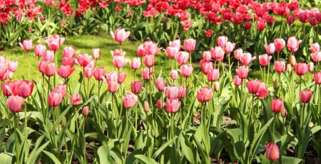Foto de Un prado de tulipanes de colores florecientes. Flores de primavera. Campos de tulipanes. - Imagen libre de derechos