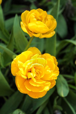 Foto de Flores de dos tulipanes rizados amarillos sobre un fondo de hojas verdes. Flores de primavera. - Imagen libre de derechos