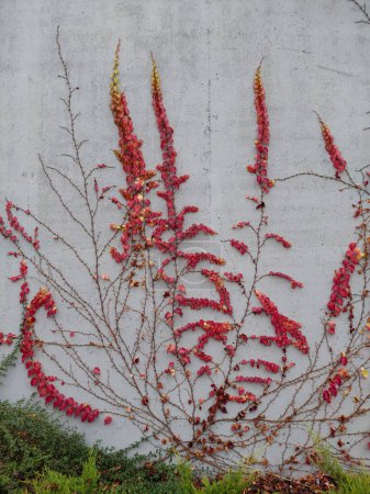 Foto de Un arbusto con hojas rojas se arrastra sobre una pared de hormigón gris. Plantas de otoño. - Imagen libre de derechos