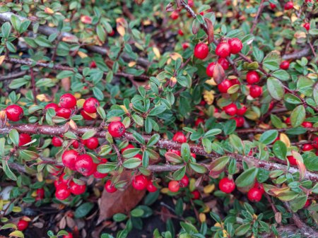 Foto de Un arbusto con bayas de color rojo brillante en las ramas con pequeñas hojas verdes. Plantas de otoño. - Imagen libre de derechos