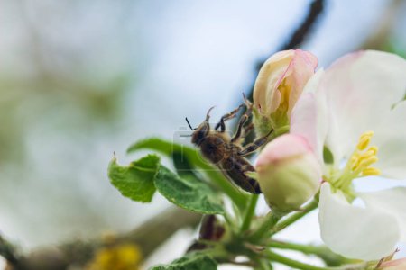 side view of a bee holding onto an apple tree bud