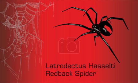 Illustration for Australian black widow Spider - Illustration, Adult female red back spider - Royalty Free Image
