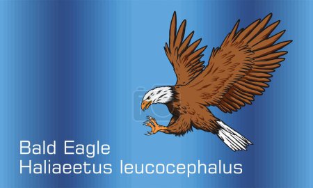 Ilustración de Ilustración de fondo abstracto de águila calva - Ilustración, águila calva con alas extendidas - Imagen libre de derechos