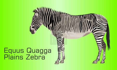 Ilustración de The Plains zebra - Ilustración, Cebra Sobre fondo abstracto - Imagen libre de derechos